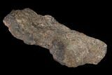 Rough, Agatized Dinosaur Bone - Colorado #142516-1